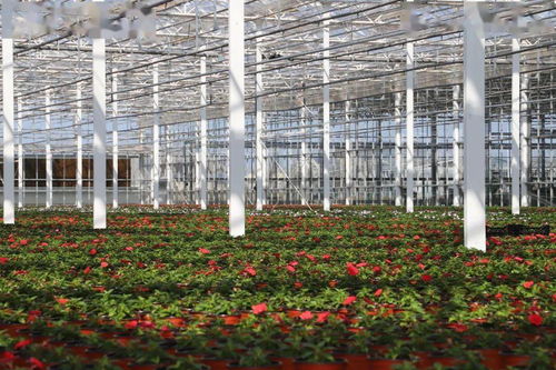 光明超級(jí)工廠 花博會(huì)背后的“牛”氣與花卉銷售新篇章