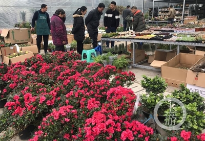 市民花市選“年貨” 春節(jié)花卉銷售火爆，禮品花卉走俏市場(chǎng)