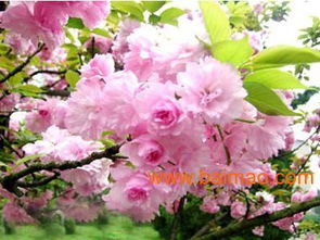 濰坊國(guó)慶菊優(yōu)質(zhì)貨源尋蹤 批發(fā)生產(chǎn)廠家、價(jià)格及禮品花卉銷售指南